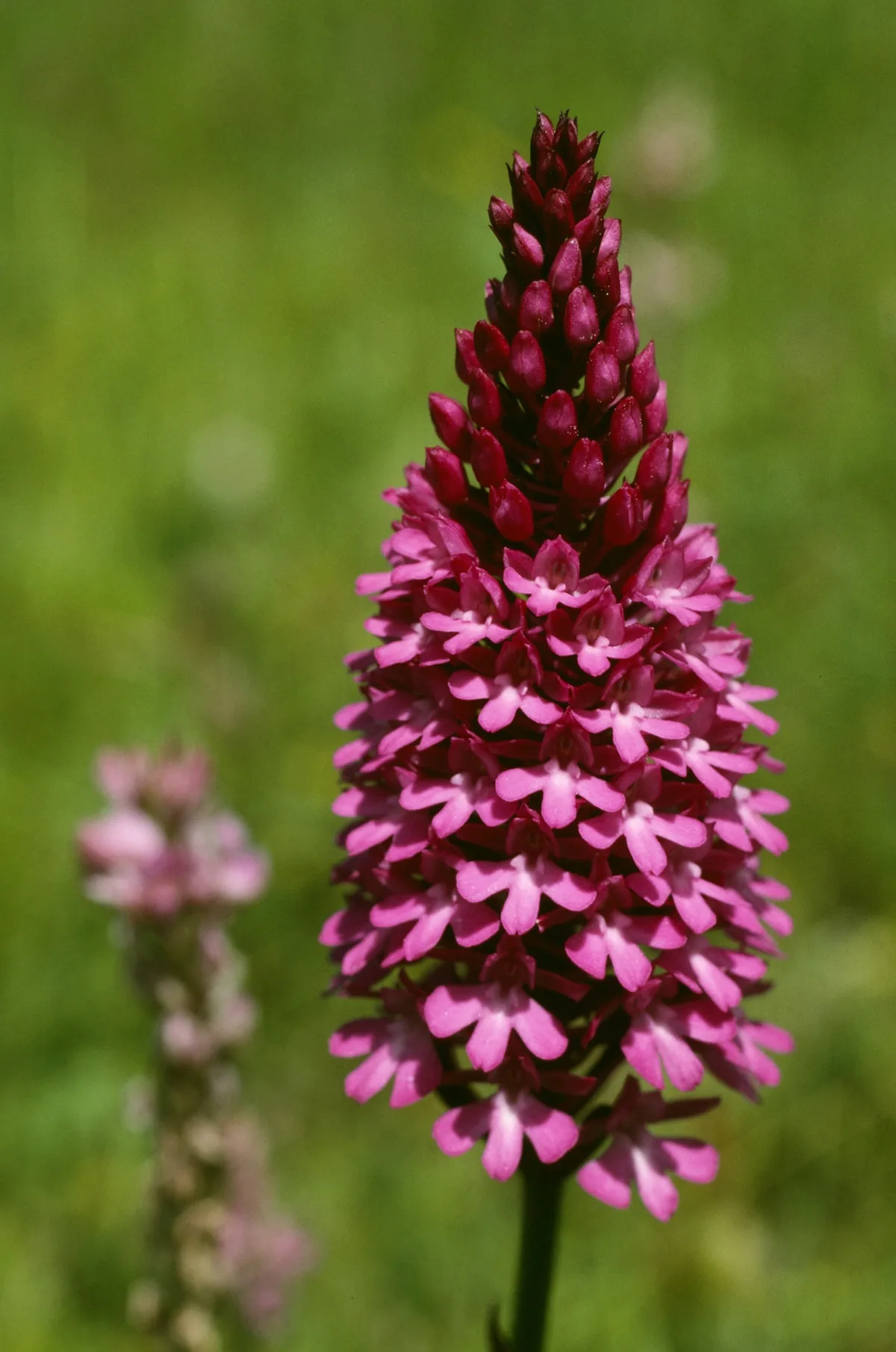 Das Pyramiden-Knabenkraut ist eine einheimische Orchidee und inzwischen ebenfalls geschützt. Pinkfarbene Orchidee
